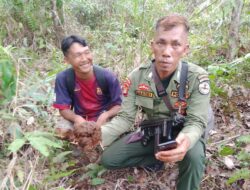 10 Gajah Liar Terpantau dikawasan HPT Pekon Pahmungan.