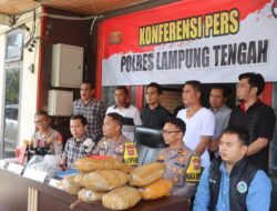 Ungkap 11 Kg Ganja, Kapolres Lampung Tengah Gelar Konferensi Pers