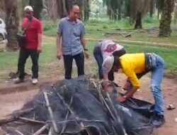 Meresahkan, Polsek Padang Ratu Bubarkan Praktek Judi Sabung Ayam di Perkebunan Sawit