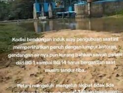 Petani dan Masyarakat Setempat mengeluh Akibat Bendungan Way Pengubuan Kekurangan Air Dampak Lumpur Terlalu Dalam