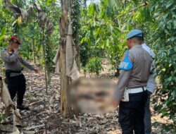 Polisi Selidiki Penemuan Mayat Dikebun Milik Warrga Pringsewu