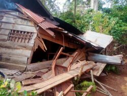 Kawanan Gajah Liar Rusak Rumah Warga di Lampung