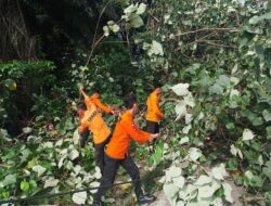 BPBD Way Kanan bersama Petugas PLN Evakuasi Pohon Tumbang yang Menimpa Kabel Listrik dan Hadang Jalan di Jalinsum