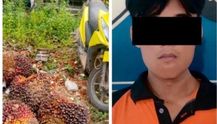 Tekab 308 Presisi Polsek Padang Ratu Ungkap Kasus Pencurian Sawit, Satu Pelaku Diamankan