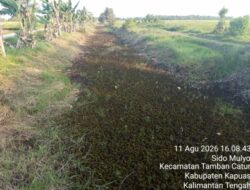 Pekerjaan TP-OP TA 2026 di Desa Sidomulyo Diduga Dikerjakan Asal Jadi